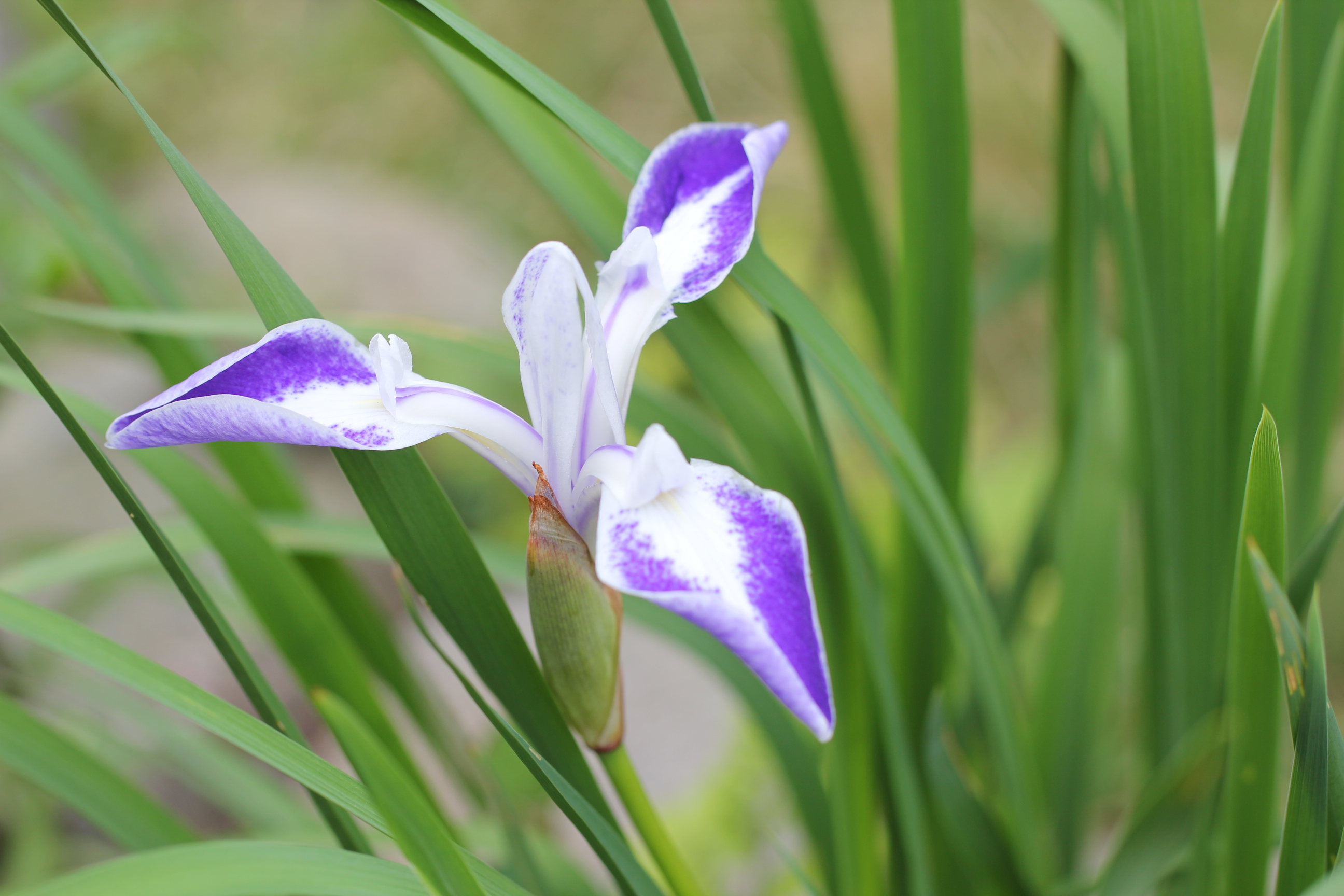 カキツバタ　雲井の鶴6.jpg